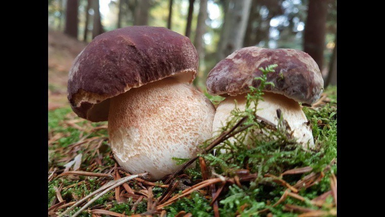 Forlì - Raccolta dei funghi spontanei: consigli utili al consumo di funghi per salvaguardare la salute