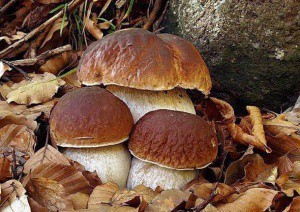 E' stagione di funghi, e riaprono gli Sportelli Micologici