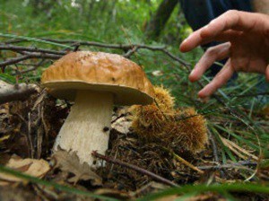Andar per funghi in sicurezza: corso in Alta Valmarecchia