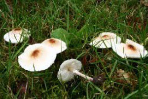 Alcuni funghi velenosi